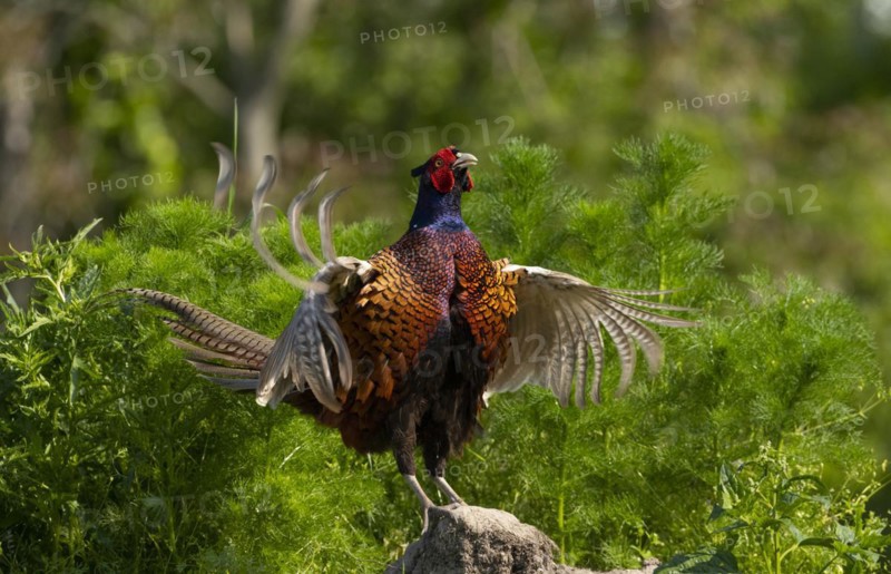 Pheasant