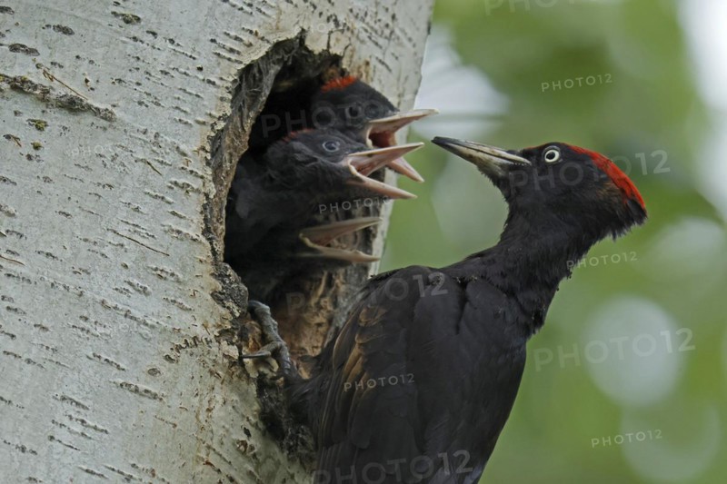 Black woodpecker