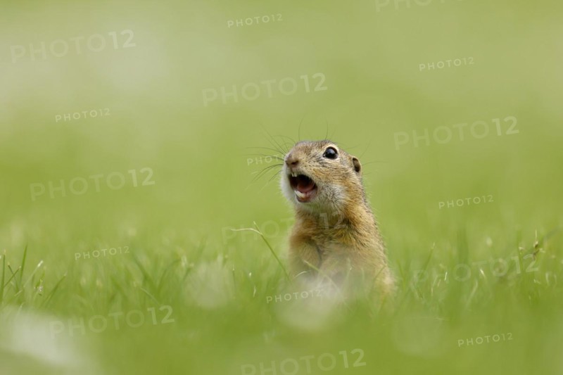 Gopher