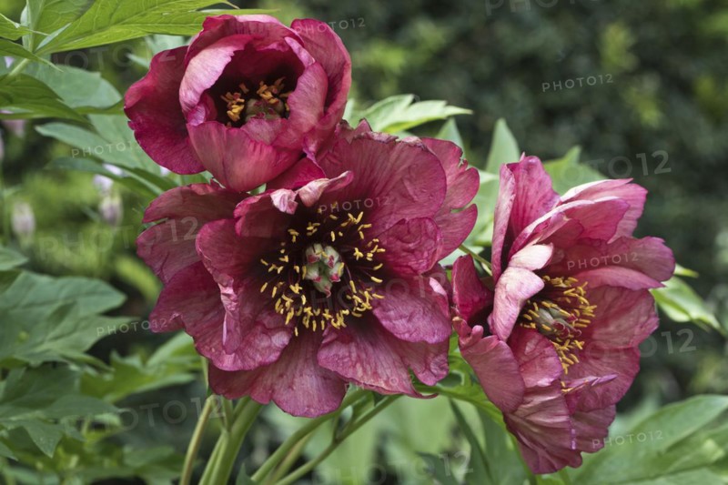 Bush peony