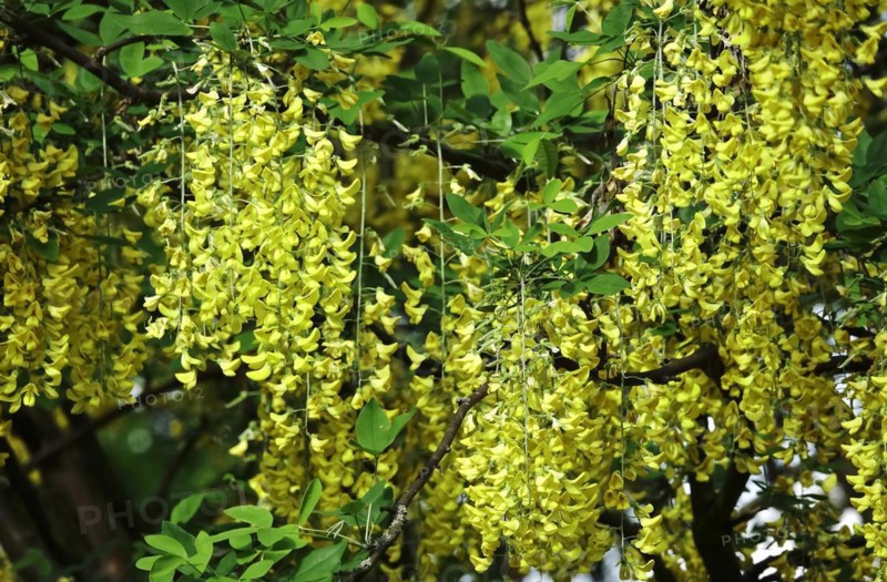 Golden rain