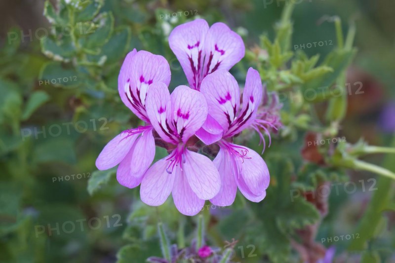 Pelargonium botulinum