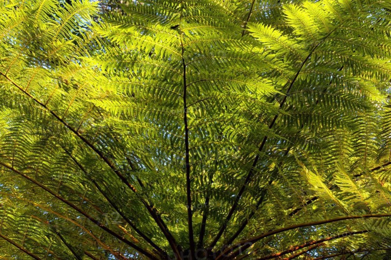 Common Tree Fern