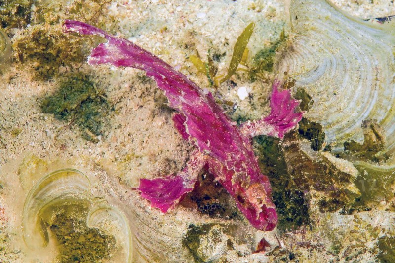 View View from above of narrow body shape silhouette of wobble fish Leaf fish