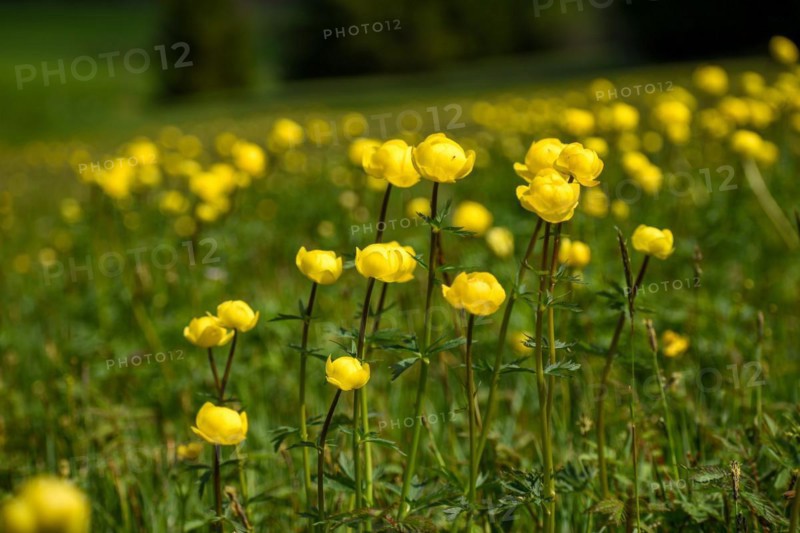 Meadow full of globeflowers