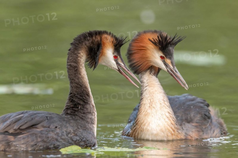 Pair of Great Crested Grebe