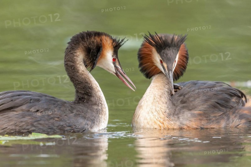 Pair of Great Crested Grebe