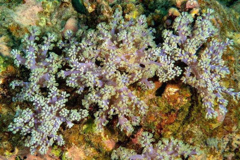 Pump coral