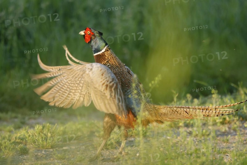 Pheasant