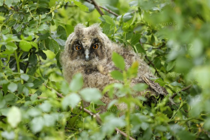 Long-eared owl