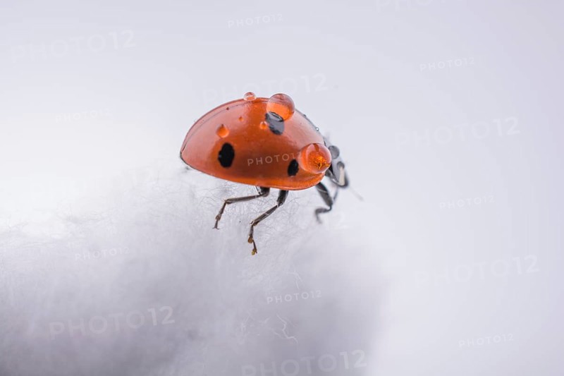 Beautiful photo of red ladybug walking on a cotton