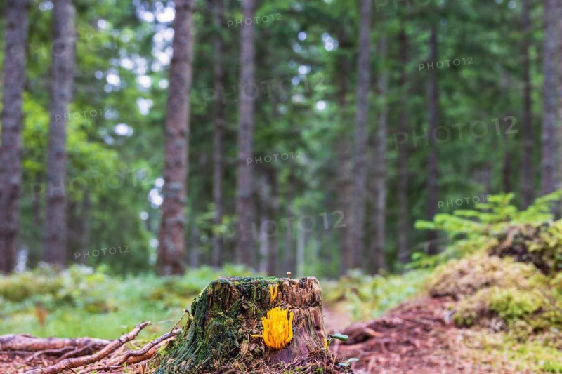 Yellow Clavarioid fungi growing on a tree stump in a spruce forest in Sweden