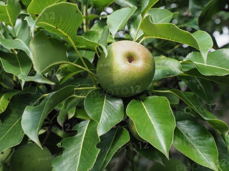 Green pear fruit food