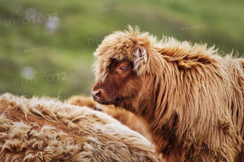 Scottish Highland Cattle