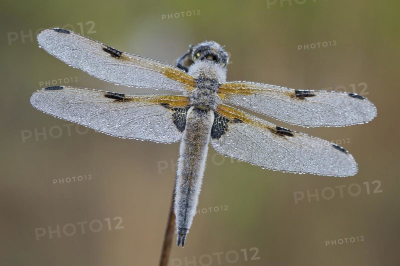Four-spotted chaser