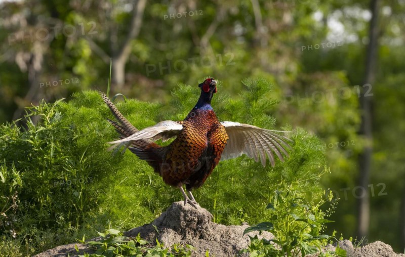 Pheasant