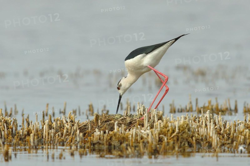 Black-winged Stilt