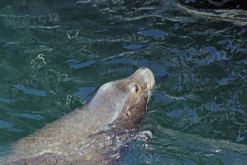 Sea lion in the water
