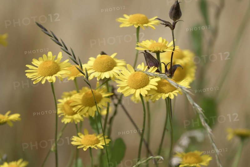 Golden marguerite