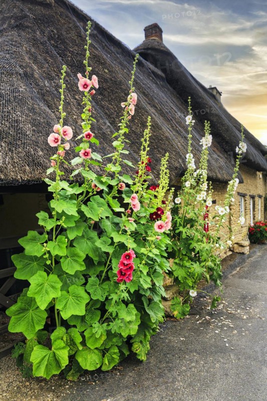 Flowering mallow