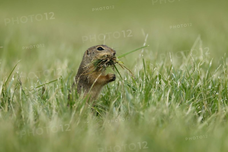 Gopher