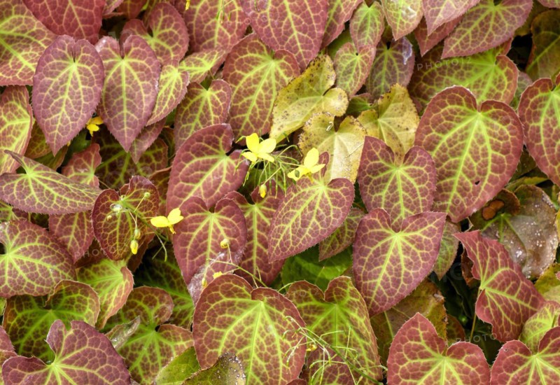Epimedium