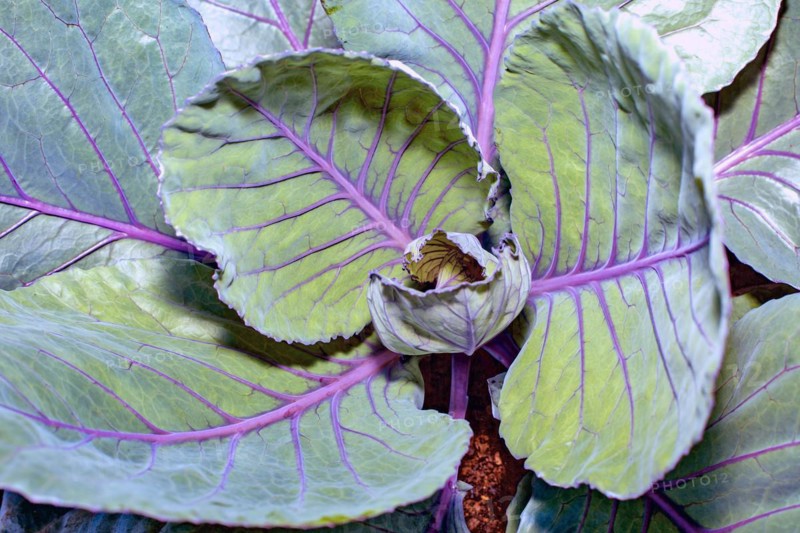 Red cabbage
