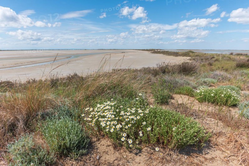 Typical landscape in a lagoon of the Rhone delta in the Camargue in spring. Saintes Maries de la Mer