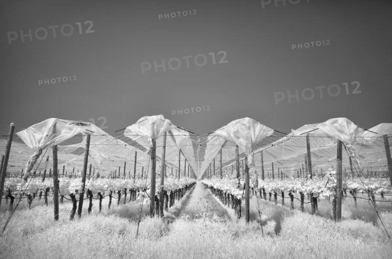 Vines protected by film