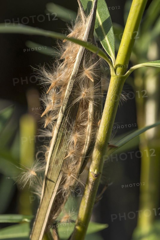 Seed pod of oleander