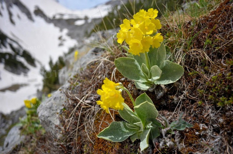 Alpine auricula