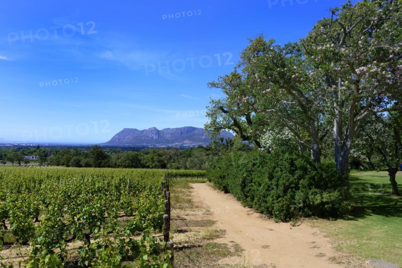 Vineyard