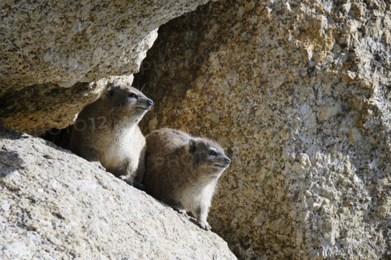 Hyraxes