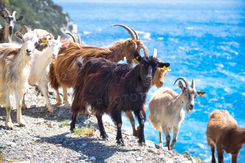 Corsican goats at Cap Corse