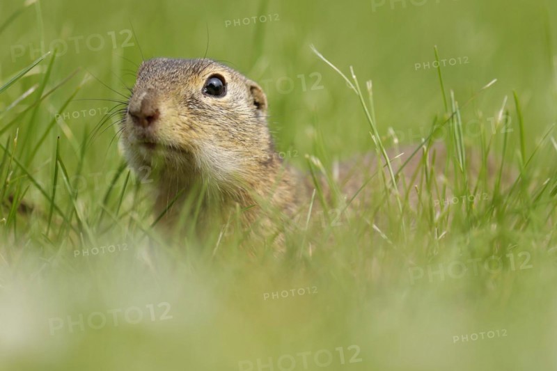 Gopher