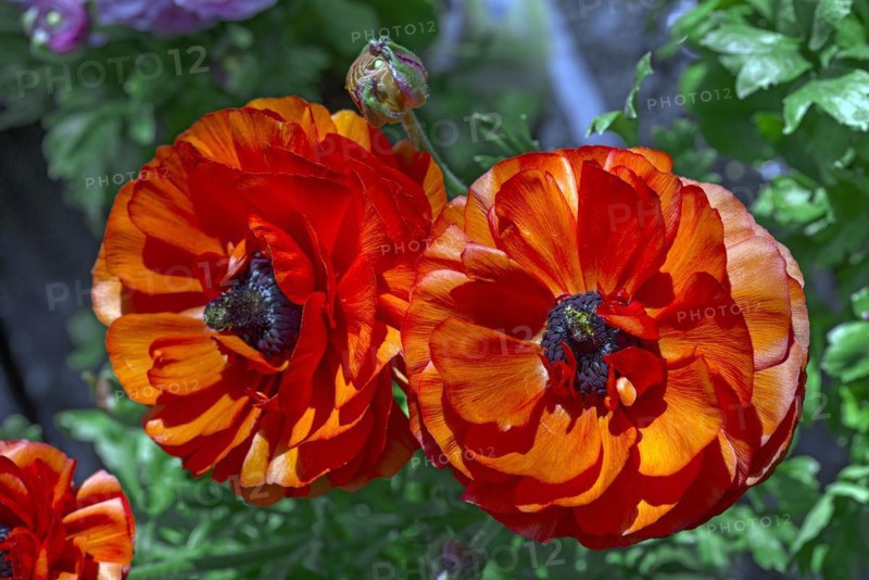 Red flowering ranunculus