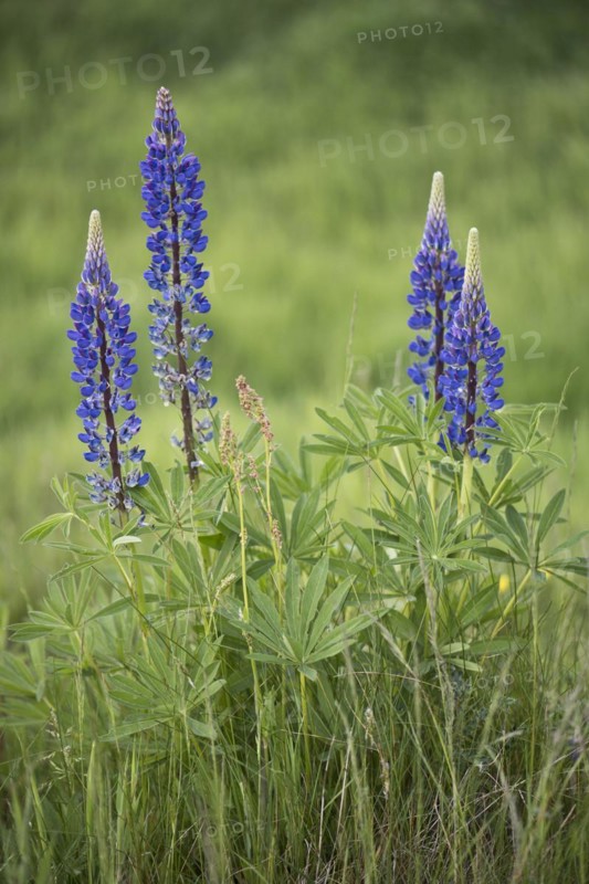 Lupine