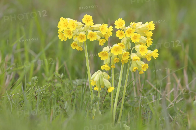 Meadow common cowslip