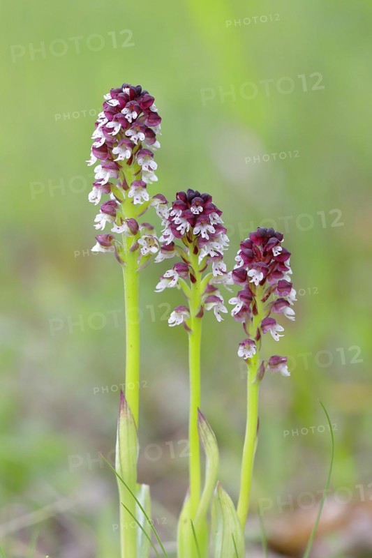 Burnt-tip orchid