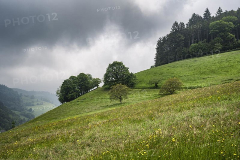 Forage meadow in Muenstertal