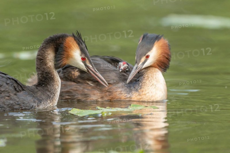 Pair of Great Crested Grebe