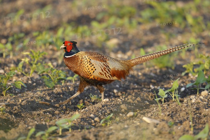 Pheasant