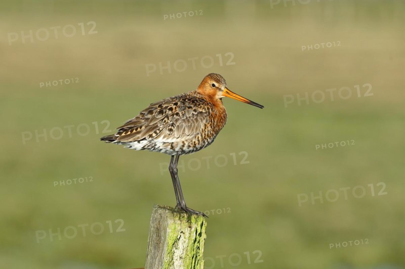 Black-tailed Godwit