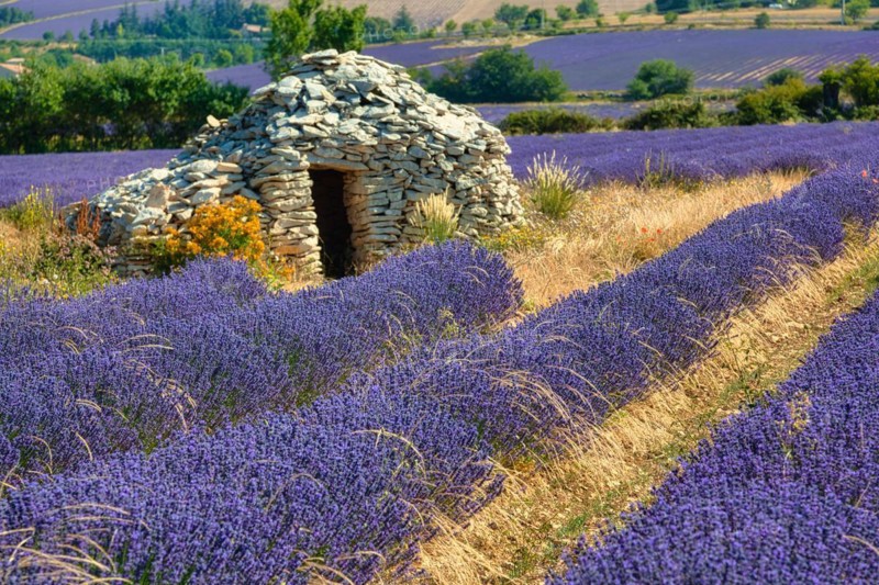 Borie on lavender field