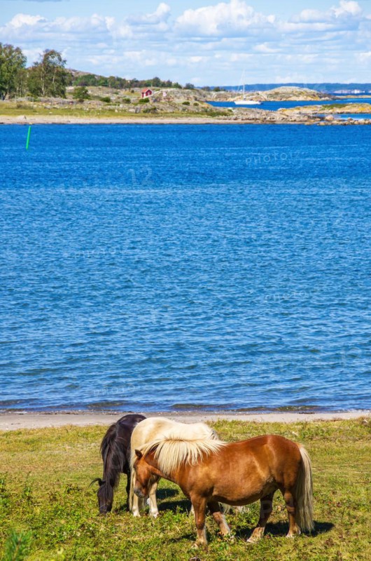 Free-roaming and grazing ponies on the northern beach of South Koster Island