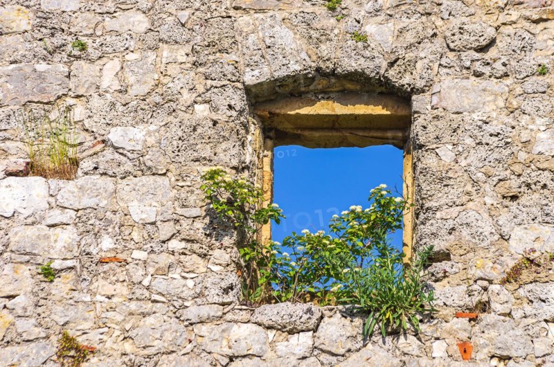 Single window overgrown with flowers in an old masonry