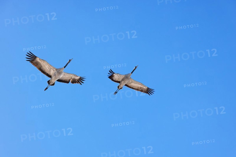 Pair of Crane flying at a clear blue sky vid Horborgasjoen i Sverige