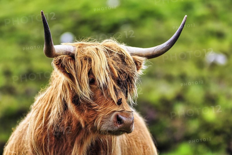 Scottish Highland Cattle
