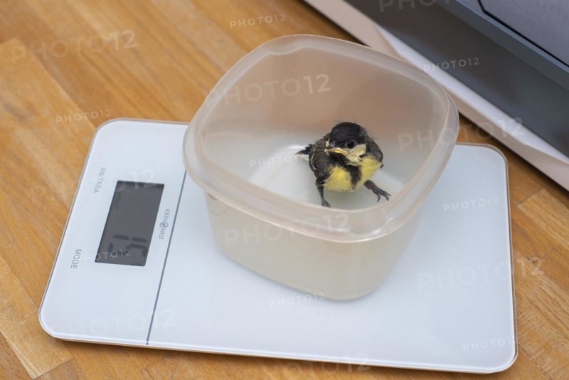 Young great tit weighs 15 grams