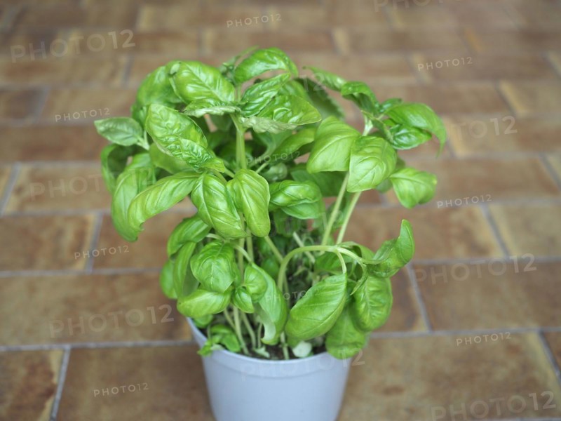 Basil